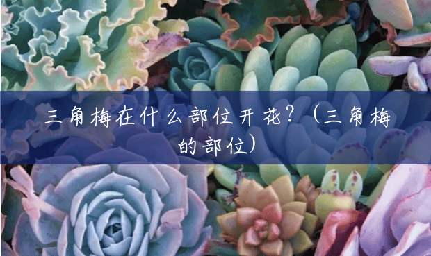 三角梅在什么部位开花?(三角梅的部位) 三角梅在什么部位开花?(三角梅的部位)
