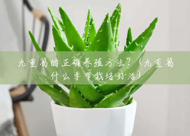 九重葛的正确养殖方法?(九重葛什么季节栽培好活) 九重葛的正确养殖方法?(九重葛什么季节栽培好活)