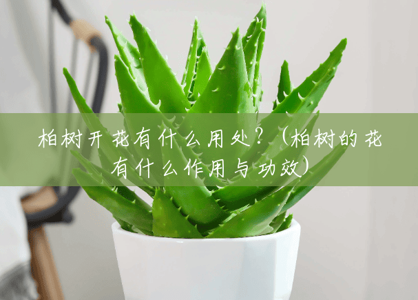柏树开花有什么用处?(柏树的花有什么作用与功效) 柏树开花有什么用处?(柏树的花有什么作用与功效)
