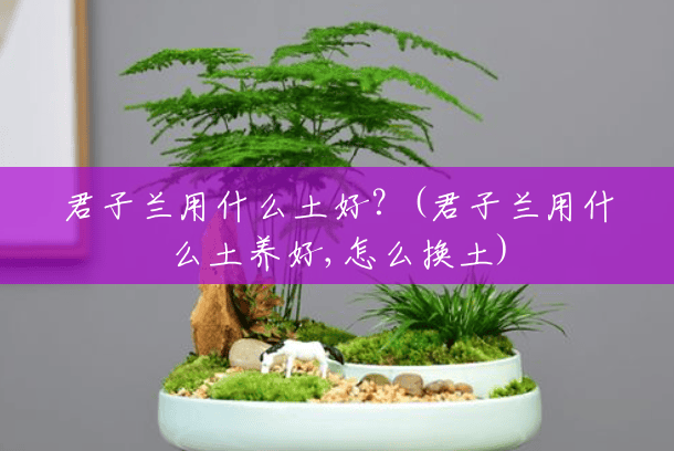 君子兰用什么土好?(君子兰用什么土养好,怎么换土) 君子兰用什么土好?(君子兰用什么土养好,怎么换土)