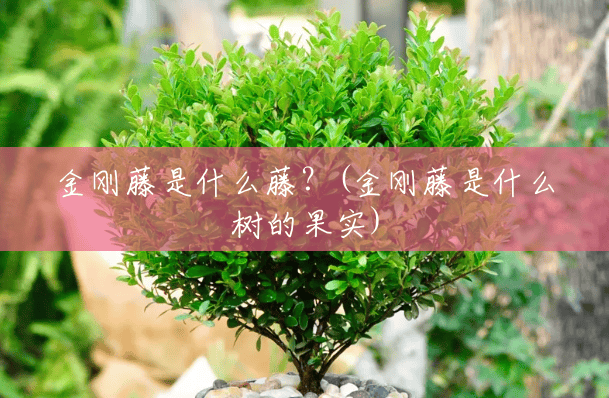 金刚藤是什么藤?(金刚藤是什么树的果实) 金刚藤是什么藤?(金刚藤是什么树的果实)
