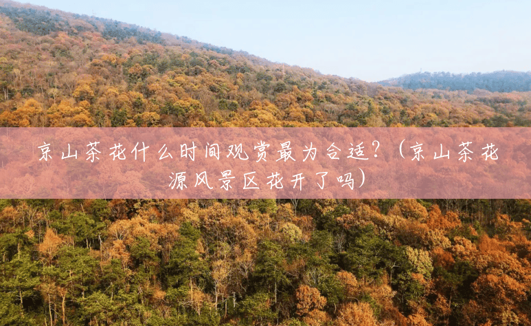 京山茶花什么时间观赏最为合适?(京山茶花源风景区花开了吗) 京山茶花什么时间观赏最为合适?(京山茶花源风景区花开了吗)