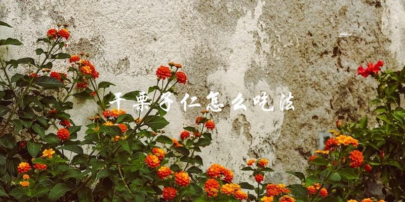 干栗子仁应该怎么吃?一份详细指南来帮你! 干栗子仁应该怎么吃?一份详细指南来帮你!