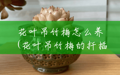 花叶吊竹梅怎么养(花叶吊竹梅的扦插方法) 花叶吊竹梅怎么养(花叶吊竹梅的扦插方法)