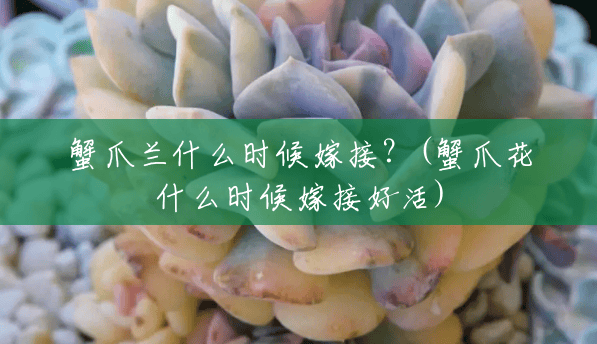 蟹爪兰什么时候嫁接?(蟹爪花什么时候嫁接好活) 蟹爪兰什么时候嫁接?(蟹爪花什么时候嫁接好活)