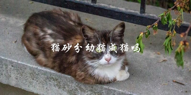 猫砂是否适合幼猫和成猫使用? 猫砂是否适合幼猫和成猫使用?
