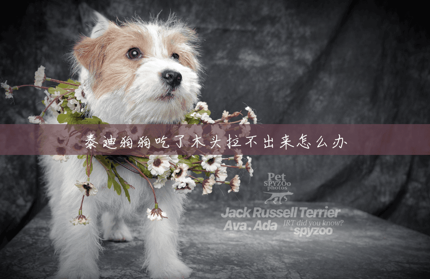 泰迪狗狗吃了木头拉不出来怎么办 泰迪狗狗吃了木头拉不出来怎么办