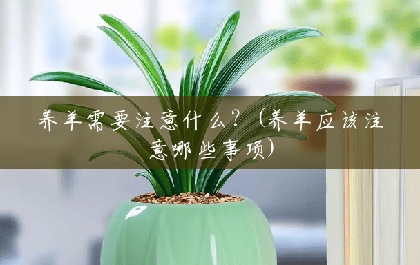 养羊需要注意什么？(养羊应该注意哪些事项)
