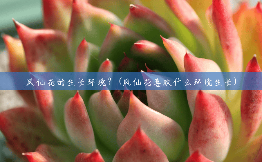 凤仙花的生长环境?(凤仙花喜欢什么环境生长) 凤仙花的生长环境?(凤仙花喜欢什么环境生长)