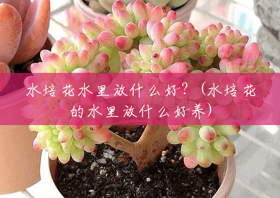 水培花水里放什么好?(水培花的水里放什么好养) 水培花水里放什么好?(水培花的水里放什么好养)