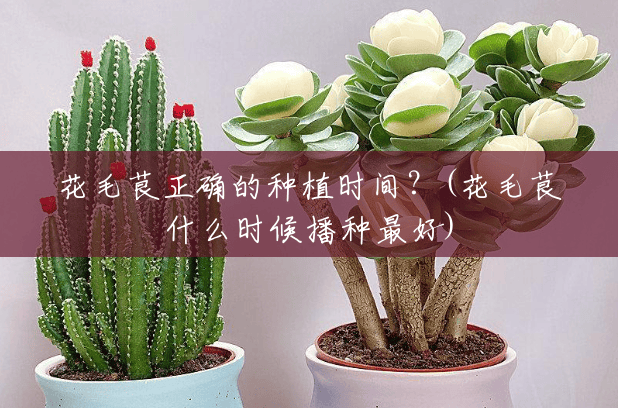 花毛茛正确的种植时间?(花毛茛什么时候播种最好) 花毛茛正确的种植时间?(花毛茛什么时候播种最好)