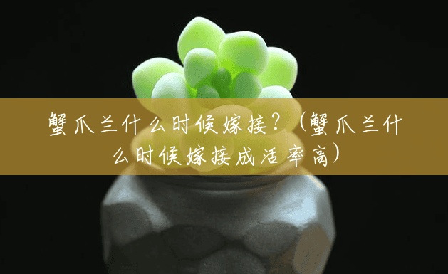 蟹爪兰什么时候嫁接?(蟹爪兰什么时候嫁接成活率高) 蟹爪兰什么时候嫁接?(蟹爪兰什么时候嫁接成活率高)