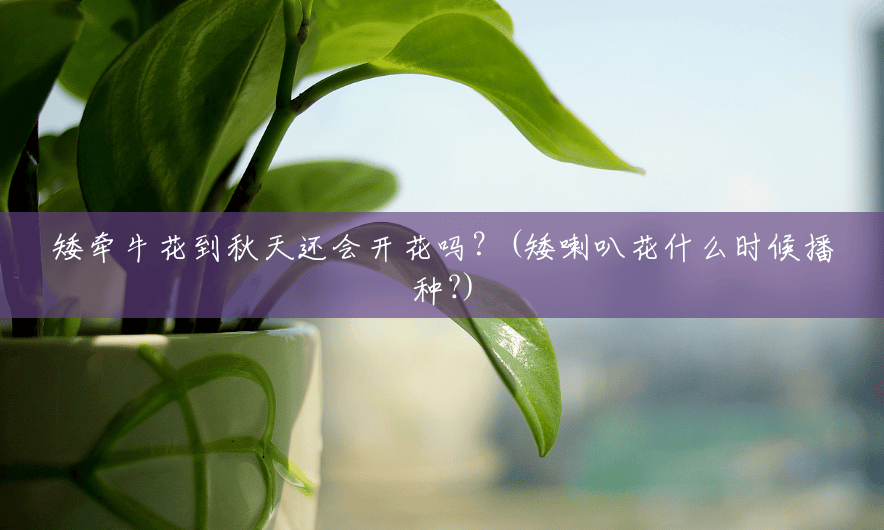 矮牵牛花到秋天还会开花吗?(矮喇叭花什么时候播种?) 矮牵牛花到秋天还会开花吗?(矮喇叭花什么时候播种?)