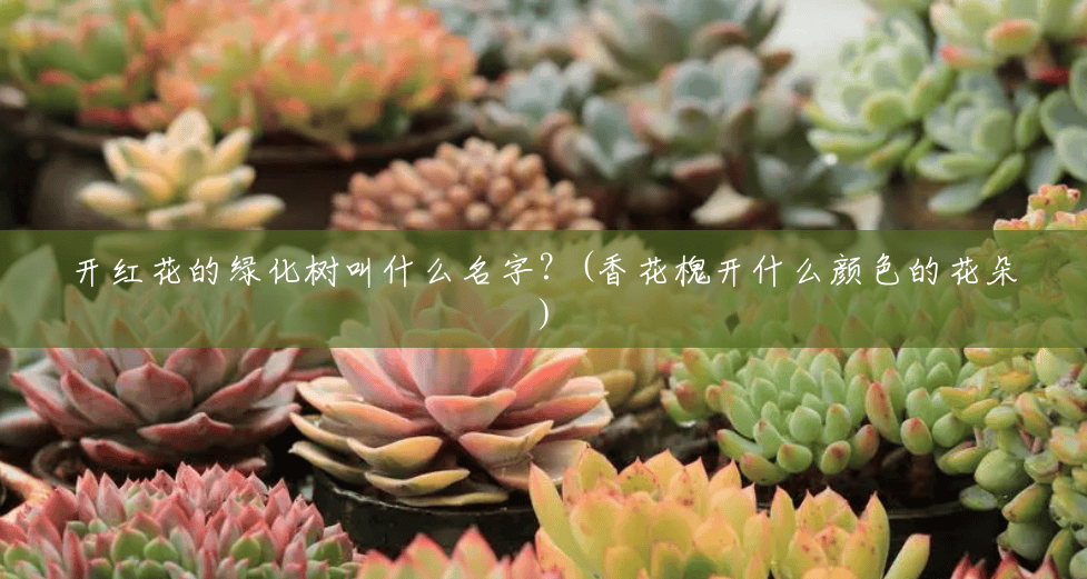开红花的绿化树叫什么名字？(香花槐开什么颜色的花朵)