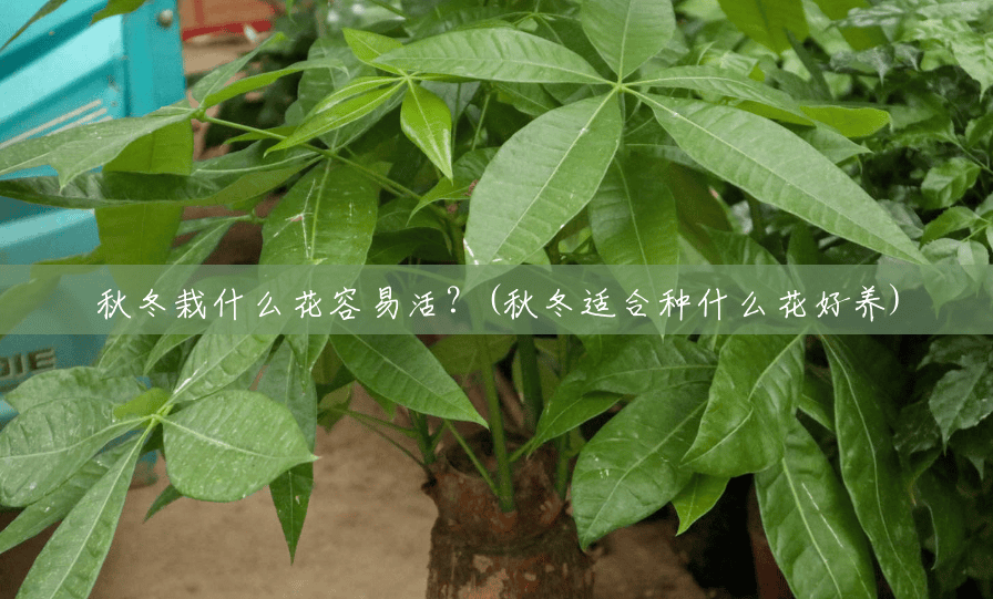 秋冬栽什么花容易活?(秋冬适合种什么花好养) 秋冬栽什么花容易活?(秋冬适合种什么花好养)