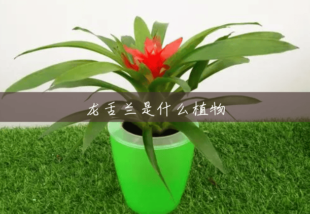 龙舌兰是什么植物 龙舌兰是什么植物