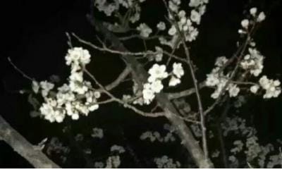 三八节给妈妈的短信