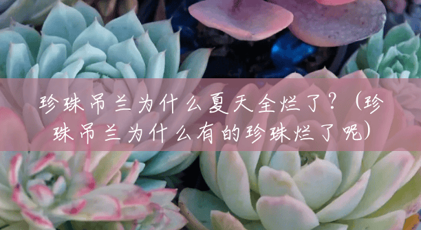 珍珠吊兰为什么夏天全烂了？(珍珠吊兰为什么有的珍珠烂了呢)