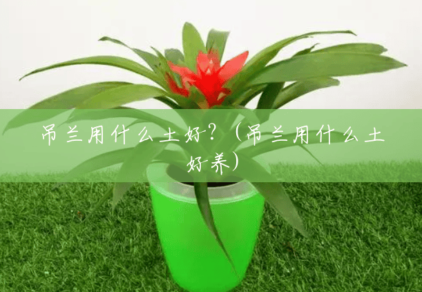 吊兰用什么土好?(吊兰用什么土好养) 吊兰用什么土好?(吊兰用什么土好养)