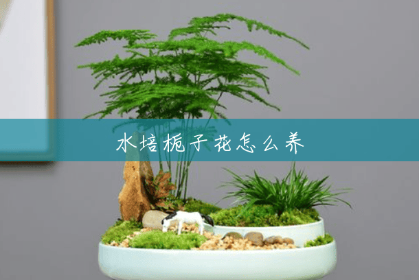 水培栀子花怎么养