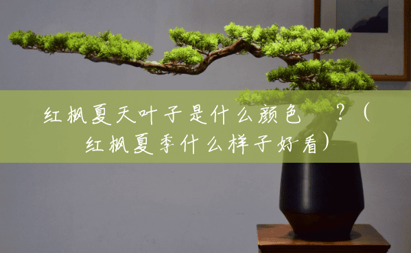 红枫夏天叶子是什么颜色 –?(红枫夏季什么样子好看) 红枫夏天叶子是什么颜色 –?(红枫夏季什么样子好看)