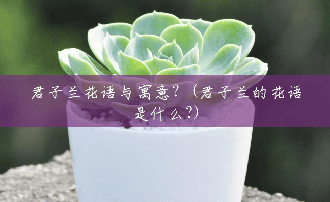 君子兰花语与寓意？(君子兰的花语是什么?)