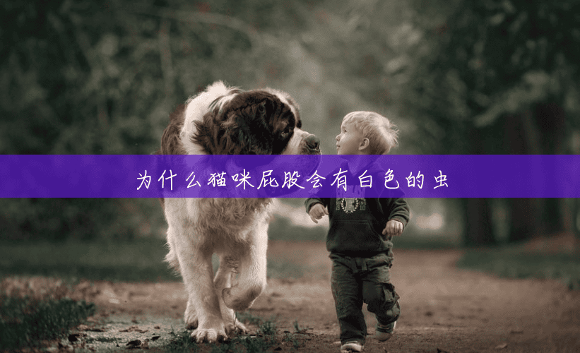 为什么猫咪屁股会有白色的虫 为什么猫咪屁股会有白色的虫