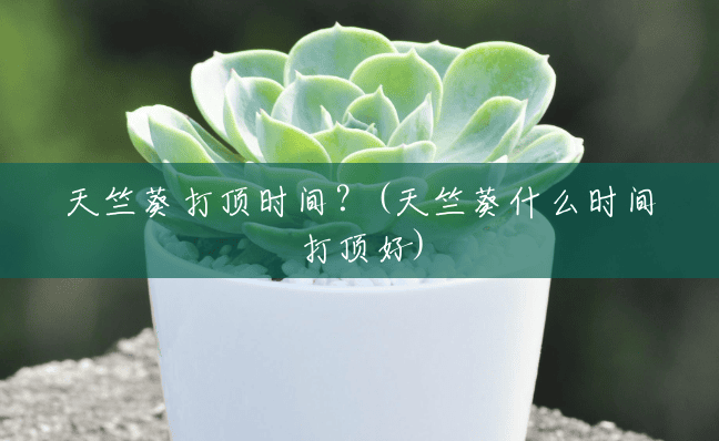 天竺葵打顶时间?(天竺葵什么时间打顶好) 天竺葵打顶时间?(天竺葵什么时间打顶好)