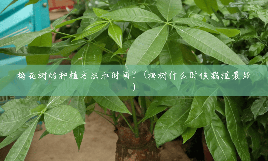 梅花树的种植方法和时间?(梅树什么时候栽植最好) 梅花树的种植方法和时间?(梅树什么时候栽植最好)