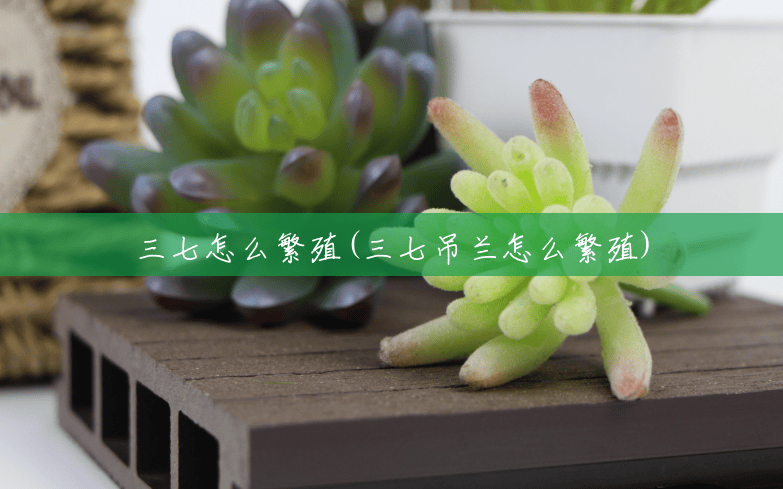 三七怎么繁殖(三七吊兰怎么繁殖) 三七怎么繁殖(三七吊兰怎么繁殖)