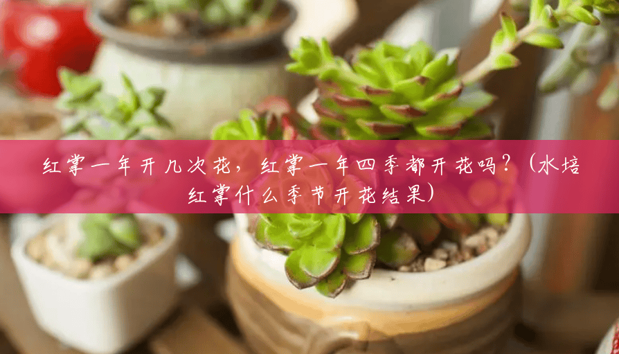 红掌一年开几次花，红掌一年四季都开花吗？(水培红掌什么季节开花结果)