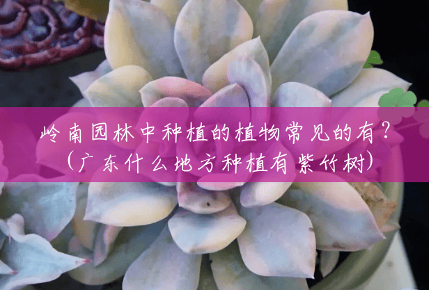 岭南园林中种植的植物常见的有?(广东什么地方种植有紫竹树) 岭南园林中种植的植物常见的有?(广东什么地方种植有紫竹树)