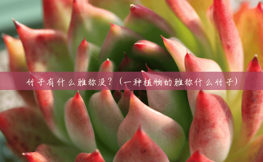 竹子有什么雅称没?(一种植物的雅称什么竹子) 竹子有什么雅称没?(一种植物的雅称什么竹子)
