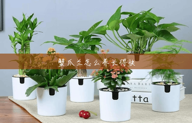 蟹爪兰怎么养长得快 蟹爪兰怎么养长得快
