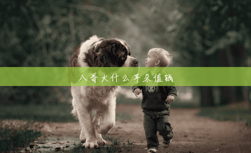 八哥犬什么耳朵值钱 八哥犬什么耳朵值钱