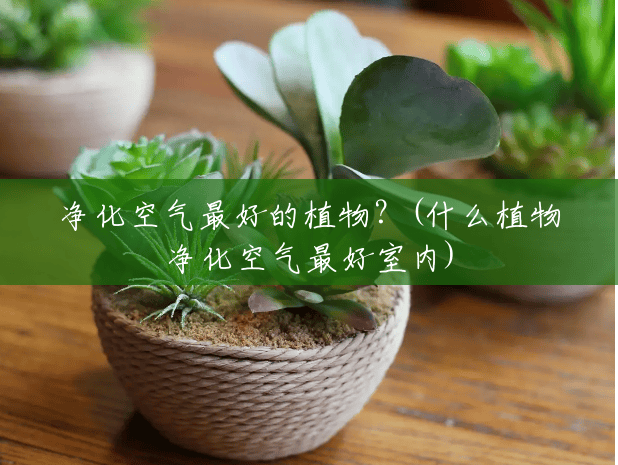 净化空气最好的植物?(什么植物净化空气最好室内) 净化空气最好的植物?(什么植物净化空气最好室内)