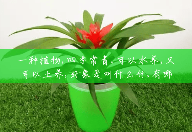 一种植物,四季常青,可以水养,又可以土养,好象是叫什么竹,有哪位知道？(有一种植物叫什么竹的)