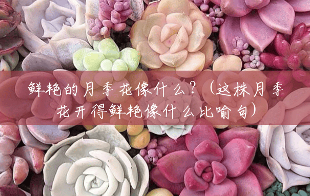 鲜艳的月季花像什么?(这株月季花开得鲜艳像什么比喻句) 鲜艳的月季花像什么?(这株月季花开得鲜艳像什么比喻句)