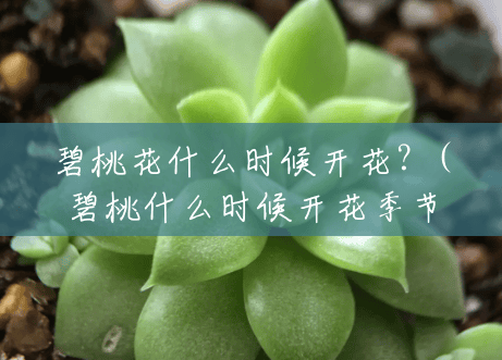 碧桃花什么时候开花?(碧桃什么时候开花季节) 碧桃花什么时候开花?(碧桃什么时候开花季节)