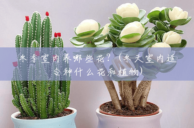 冬季室内养哪些花?(冬天室内适合种什么花和植物) 冬季室内养哪些花?(冬天室内适合种什么花和植物)
