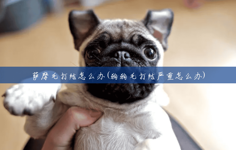 萨摩毛打结怎么办(狗狗毛打结严重怎么办) 萨摩毛打结怎么办(狗狗毛打结严重怎么办)