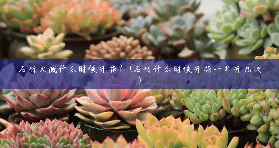 石竹大概什么时候开花?(石竹什么时候开花一年开几次) 石竹大概什么时候开花?(石竹什么时候开花一年开几次)