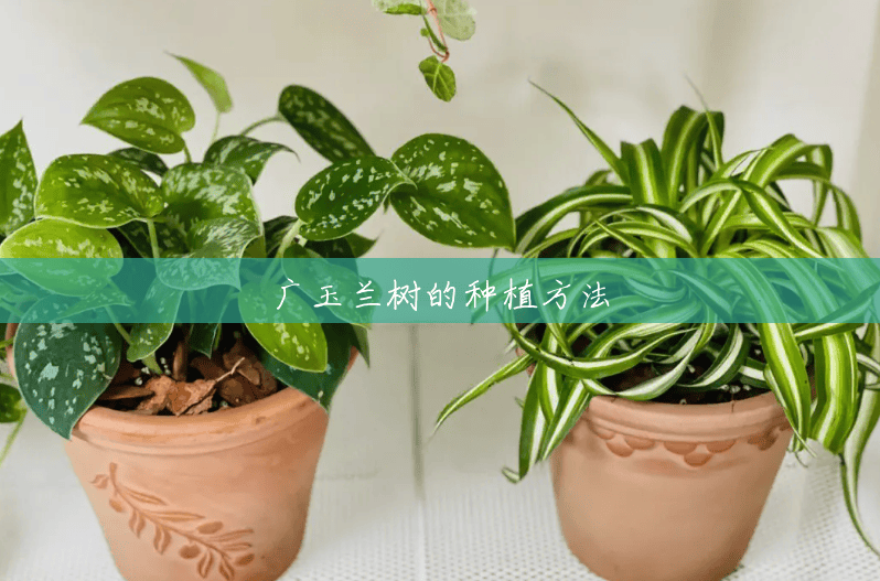 广玉兰树的种植方法 广玉兰树的种植方法