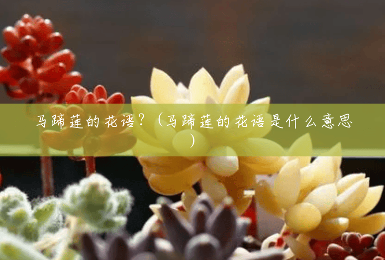 马蹄莲的花语?(马蹄莲的花语是什么意思) 马蹄莲的花语?(马蹄莲的花语是什么意思)
