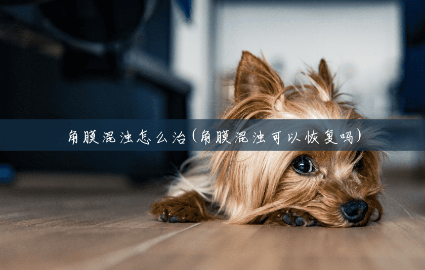 角膜混浊怎么治(角膜混浊可以恢复吗) 角膜混浊怎么治(角膜混浊可以恢复吗)