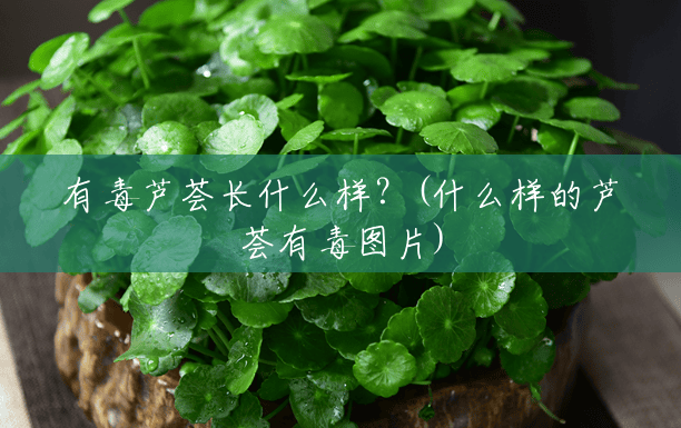 有毒芦荟长什么样？(什么样的芦荟有毒图片)