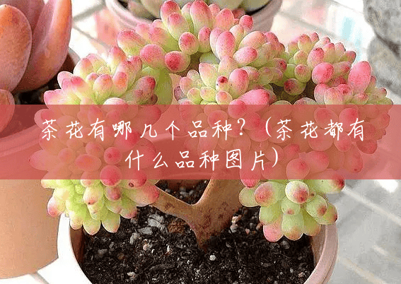 茶花有哪几个品种?(茶花都有什么品种图片) 茶花有哪几个品种?(茶花都有什么品种图片)