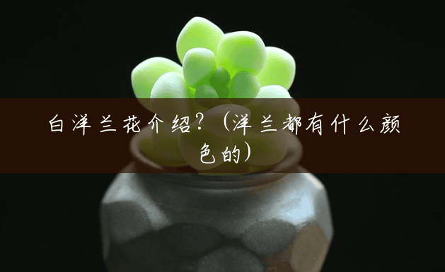 白洋兰花介绍?(洋兰都有什么颜色的) 白洋兰花介绍?(洋兰都有什么颜色的)