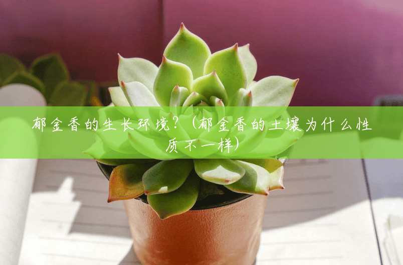 郁金香的生长环境?(郁金香的土壤为什么性质不一样) 郁金香的生长环境?(郁金香的土壤为什么性质不一样)
