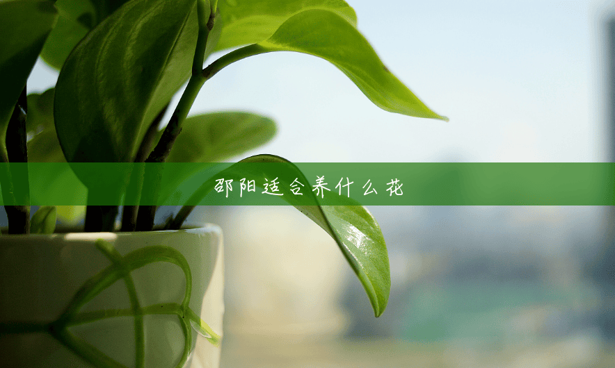邵阳适合养什么花 邵阳适合养什么花